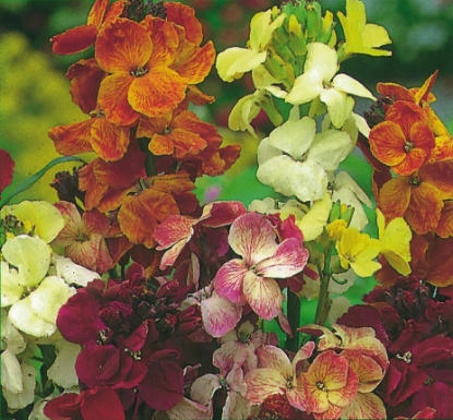 Picture of Wallflower - Fair Lady Mixed